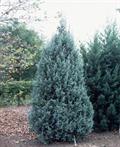 eastern red cedar,eastern juniper,red juniper,pencil cedar,chansha,red wood,ارس